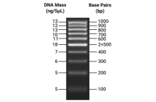 100 bp DNA Ladder