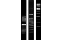 Agarose SERVA Premium molecular biology grade