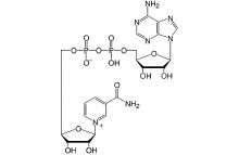beta-Nicotinamide adenine dinucleotide analytical grade