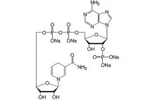 beta-Nicotinamide adenine dinucleotide phosphate reduced -Na4-salt analytical grade