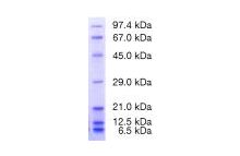 Protein Test Mixture 6 for SDS PAGE