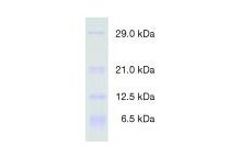 Protein Test Mixture 5 for SDS PAGE Dalton-marker proteins, low molecular weight, for SDS PAGE
