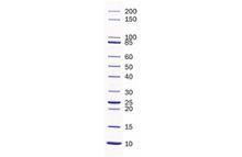 SERVA Unstained Protein Standard IV
