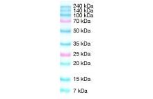 SERVA Dual Color Protein Standard III 