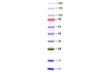 SERVA Triple Color Protein Standard II