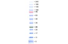 SERVA Triple Color Protein Standard III