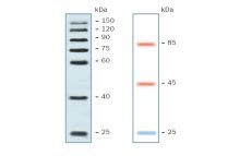 SERVA VisiBlot Standard I