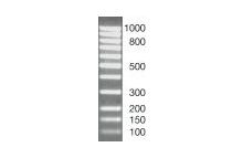 SERVA DNA Standard 100 Bp ladder equimolar lyophilized