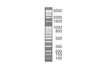 SERVA DNA Standard 100 Bp ladder extended, lyophilized