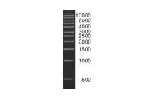SERVA DNA Standard 1 KBp DNA ladder lyophilized 