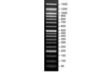 SERVA FastLoad 50 bp DNA ladder