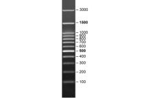 SERVA FastLoad 100 bp DNA ladder