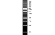 SERVA FastLoad 1 kb DNA ladder
