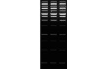 SERVA HiSens Stain G