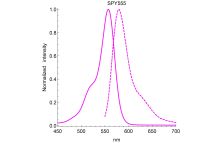 SPY555-Actin
