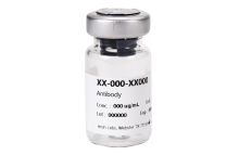 Activin B monoclonal antibody