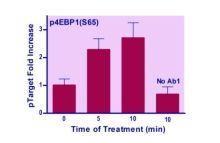 EnzyFluo Human/Mouse 4EBP1(S65) Phosphorylation ELISA Kit