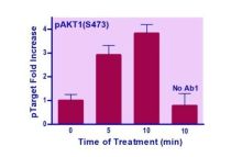 EnzyFluo Human/Mouse AKT1(S473) Phosphorylation ELISA Kit