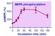 EnzyFluo AMPK Phosphorylation Assay Kit