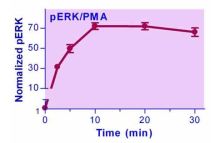 EnzyFluo ERK Phosphorylation Assay Kit