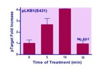 EnzyFluo Human/Mouse LKB1(S431) Phosphorylation ELISA Kit