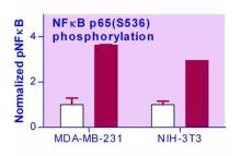 EnzyFluo NFkB Phosphorylation Assay Kit
