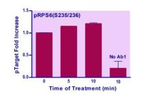 EnzyFluo Human/Mouse RPS6(S235/236) Phosphorylation ELISA