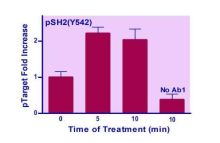 EnzyFluo Human SHP2 (Y542) Phosphorylation ELISA Kit