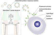 MemGlow 488: Fluorogenic Plasma Membrane Probe