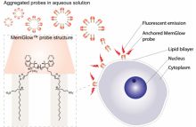 MemGlow 560: Fluorogenic Plasma Membrane Probe
