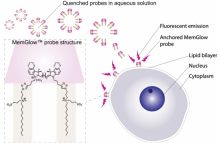 MemGlow 640: Fluorogenic Membrane Probe