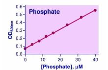 Malachite Green Phosphate Assay Kit