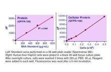 QuantiChrom Total Protein Assay Kit