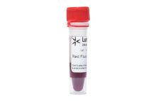 Red Fluorescent Nissl Stain