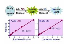 SuperLight Dual Luciferase Reporter Gene Assay Kit