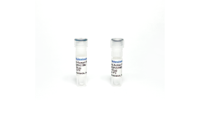 Monoclonal Antibody to Human IFN-Gamma