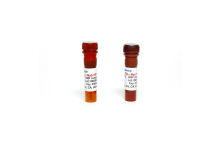 Monoclonal Antibody to Human IFN-Gamma, HRP