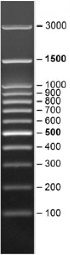 SERVA FastLoad 100 bp DNA ladder 