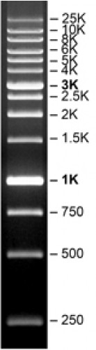 SERVA FastLoad 1 kb DNA ladder 