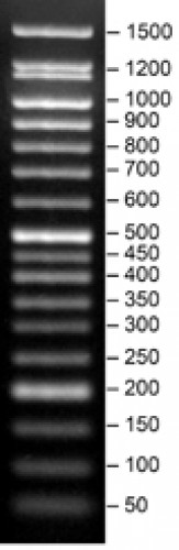 SERVA FastLoad 50 bp DNA ladder 