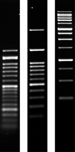 Agarose SERVA for PCR molecular biology grade