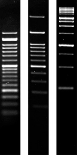 Agarose SERVA for PCR low melting molecular biology grade