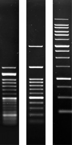 Agarose SERVA for DNA electrophoresis research grade