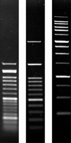 Agarose SERVA Wide Range molecular biology grade