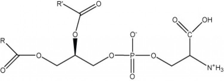Phosphatidylserine, (bovine)/ml 1ml chloroform
