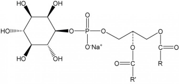 Phosphatidylinositol, (plant), (Na+ salt)/ml, 1 ml chloroform