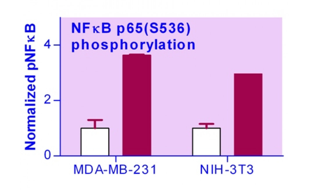 EnzyFluo™ NFkB Phosphorylation Assay Kit