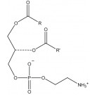 Phosphatidylethanolamine, (egg)/ml, 1 ml chloroform