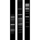 Agarose SERVA Premium molecular biology grade