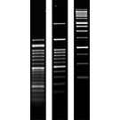 Agarose SERVA for PCR molecular biology grade